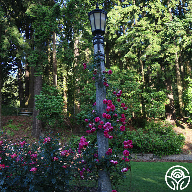 Pretty In Pink Eden Climber®