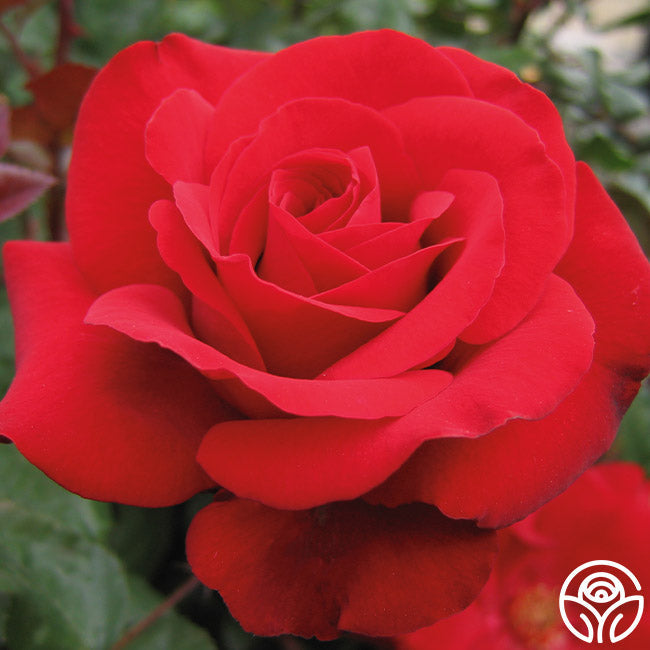 Crimson Bouquet™