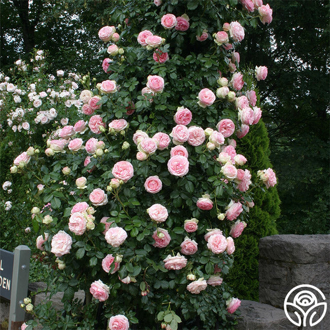 Eden Climber®
