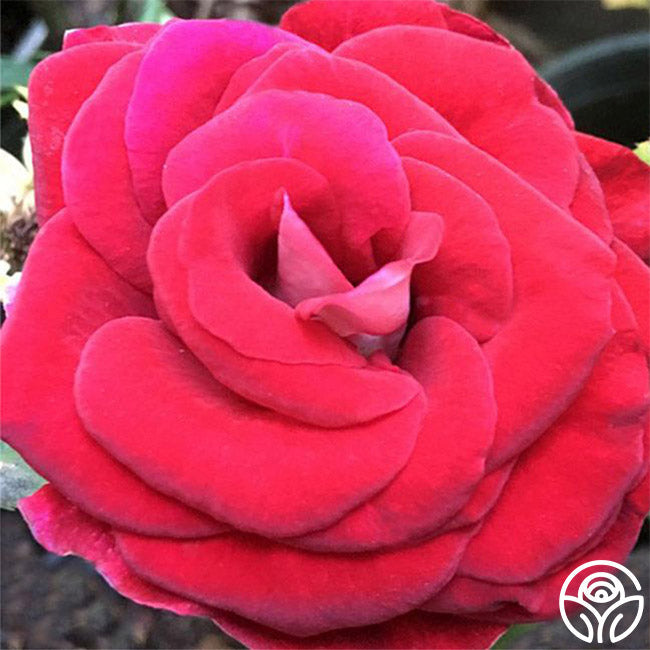 Grateful Heart™