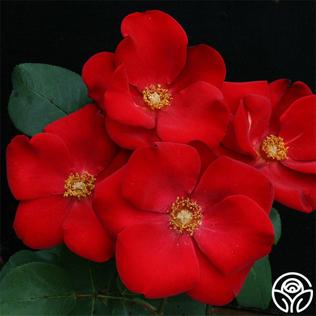  Altissimo®