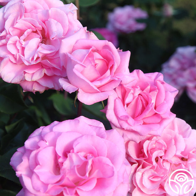  Eleganza® Beverly