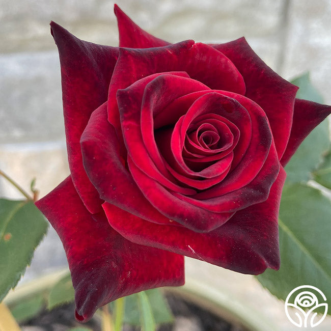  Black Baccara®