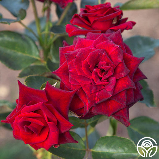  Black Baccara®