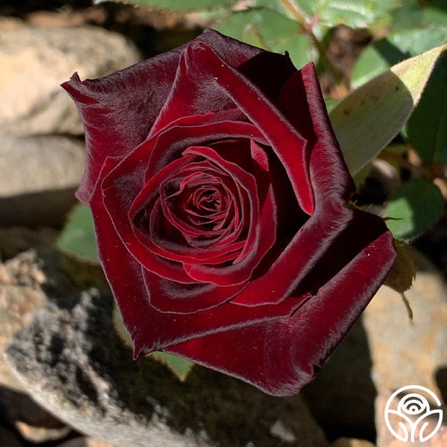  Black Baccara®