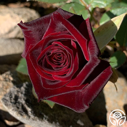  Black Baccara®