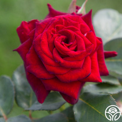  Black Baccara®