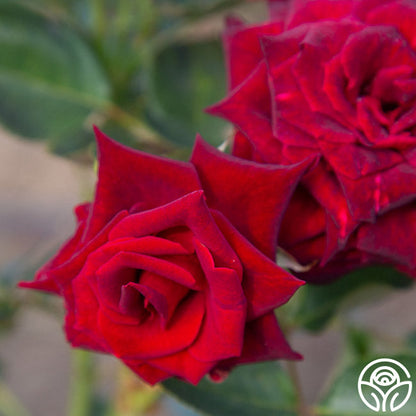  Black Baccara®