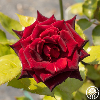  Black Baccara®