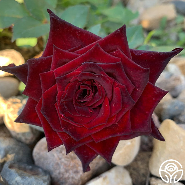  Black Baccara®