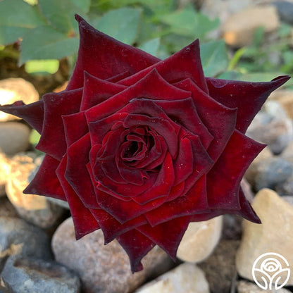  Black Baccara®