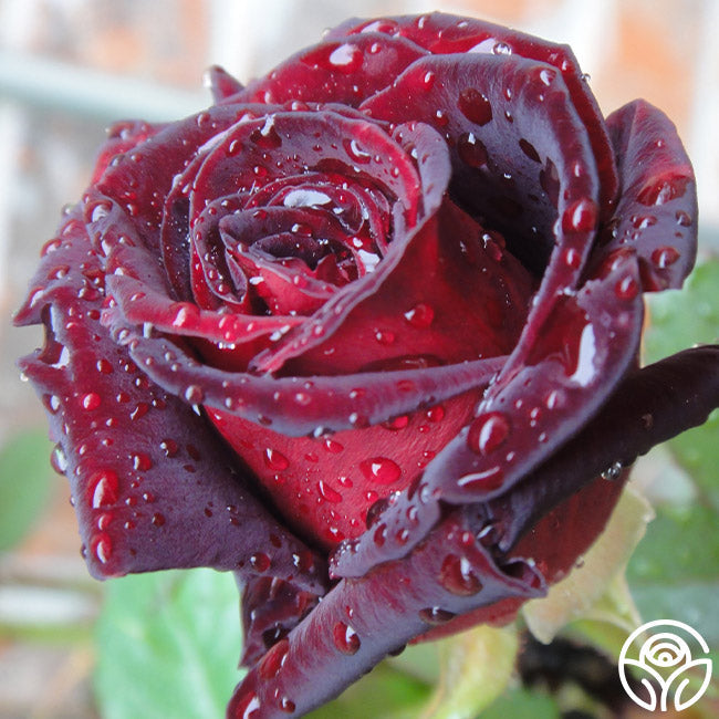  Black Baccara®