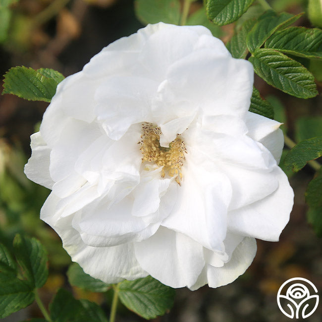  Blanc Double De Coubert