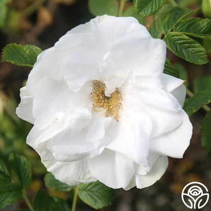  Blanc Double De Coubert