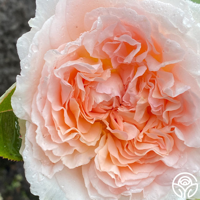  Parfuma® Bliss