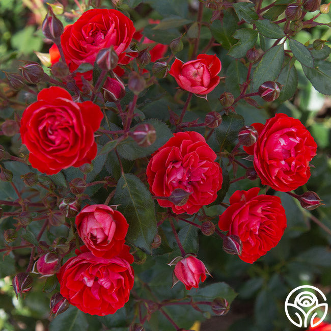  Veranda® Brilliant™