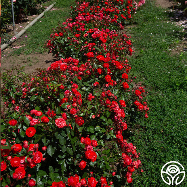  Veranda® Brilliant™