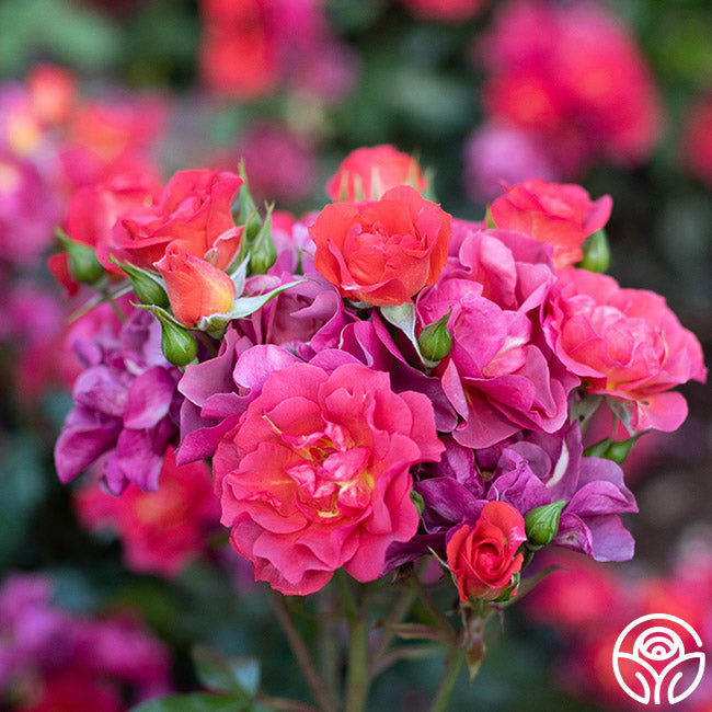  Cinco De Mayo