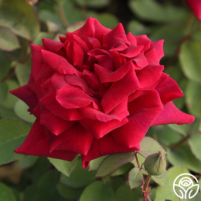  CL Crimson Glory