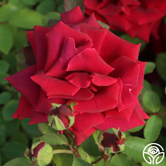  CL Crimson Glory