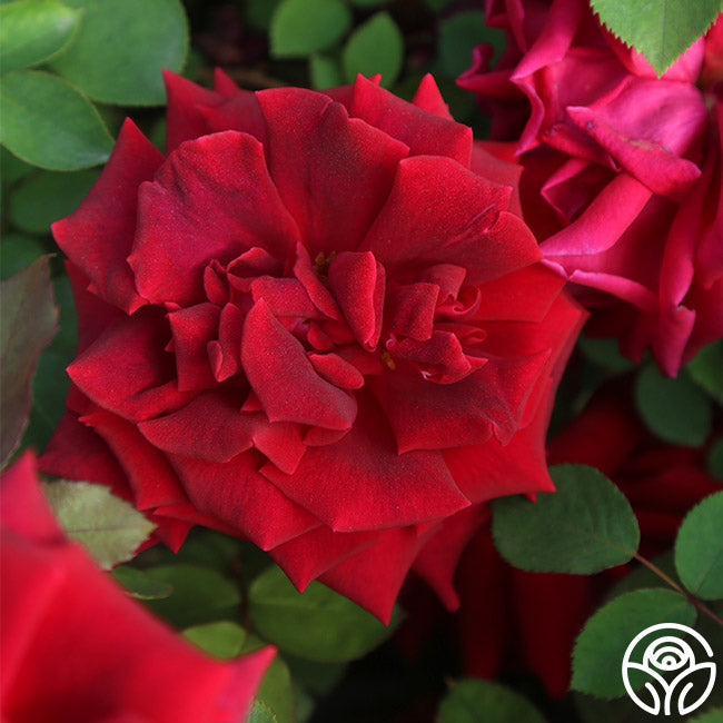  CL Crimson Glory