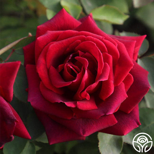  CL Crimson Glory