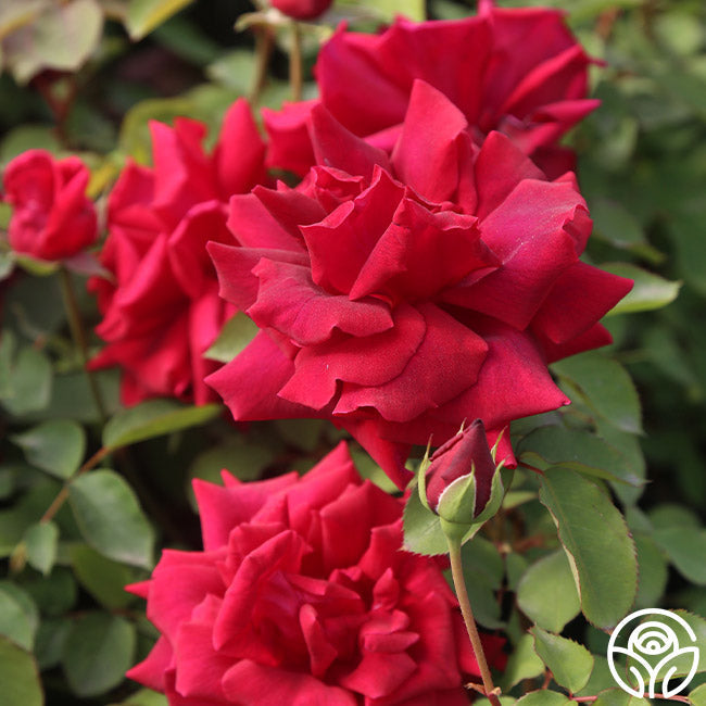  CL Crimson Glory