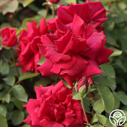  CL Crimson Glory