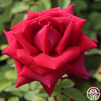  CL Crimson Glory