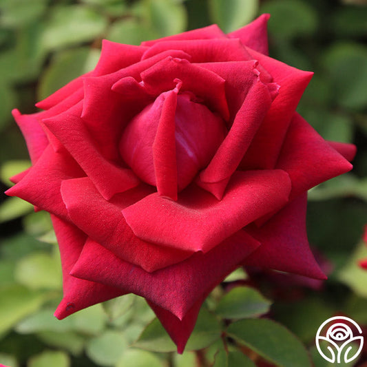  CL Crimson Glory