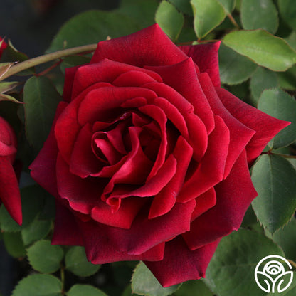  CL Crimson Glory