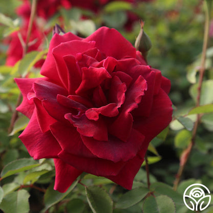  CL Crimson Glory
