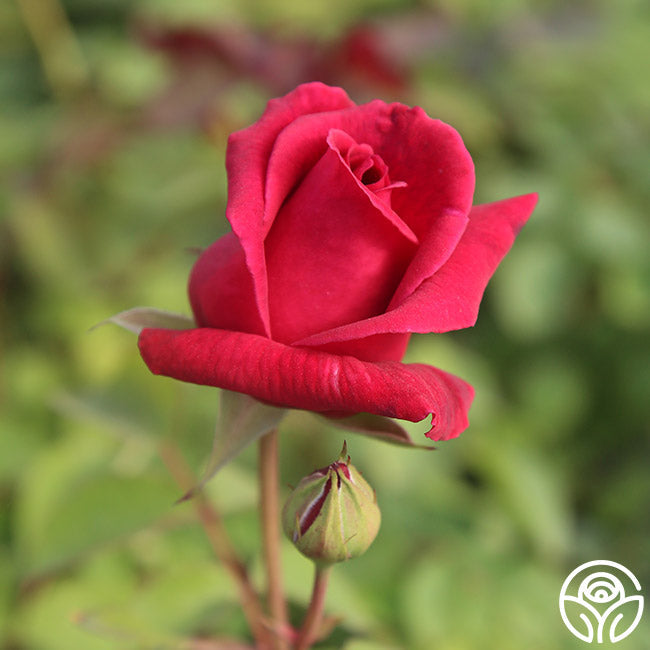  CL Crimson Glory