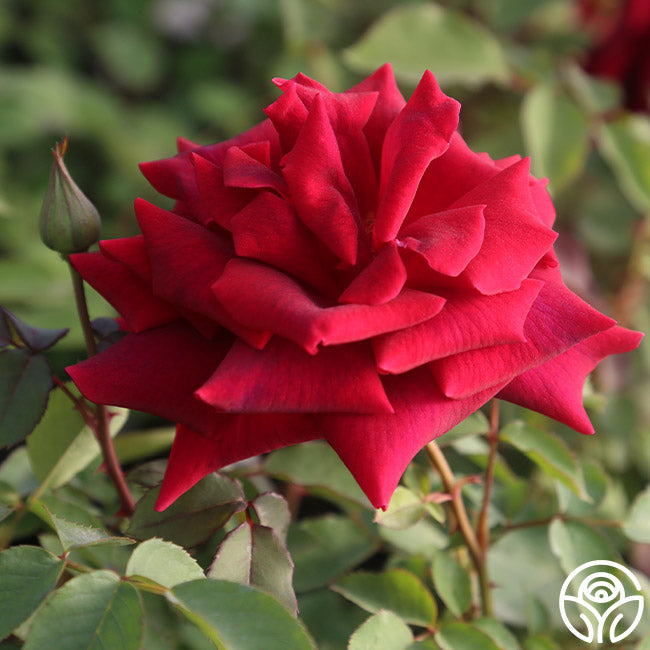  CL Crimson Glory