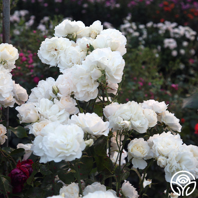  Cloud 10™