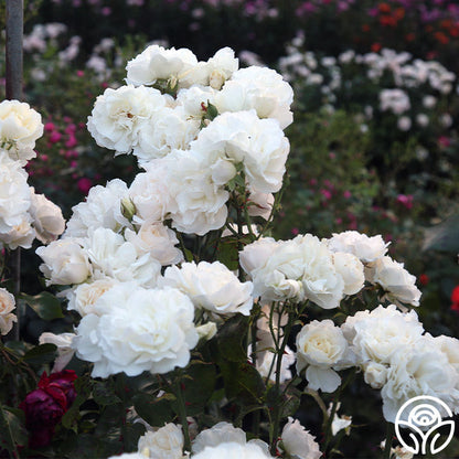 Cloud 10™