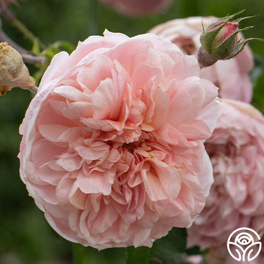  Colette®