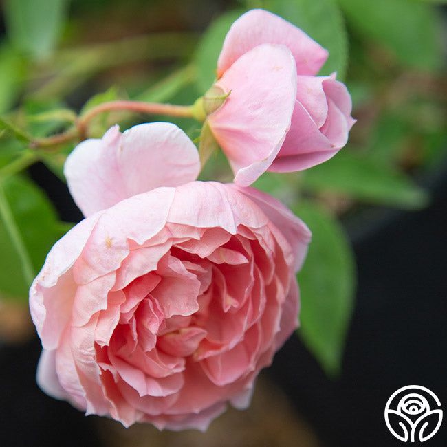  Colette®