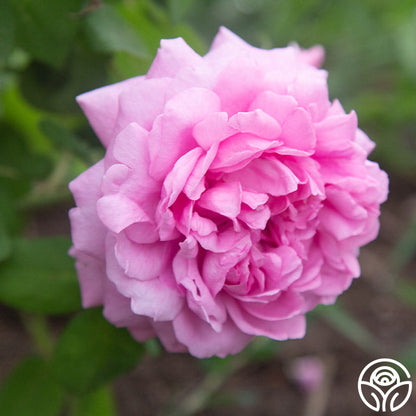  Comte De Chambord