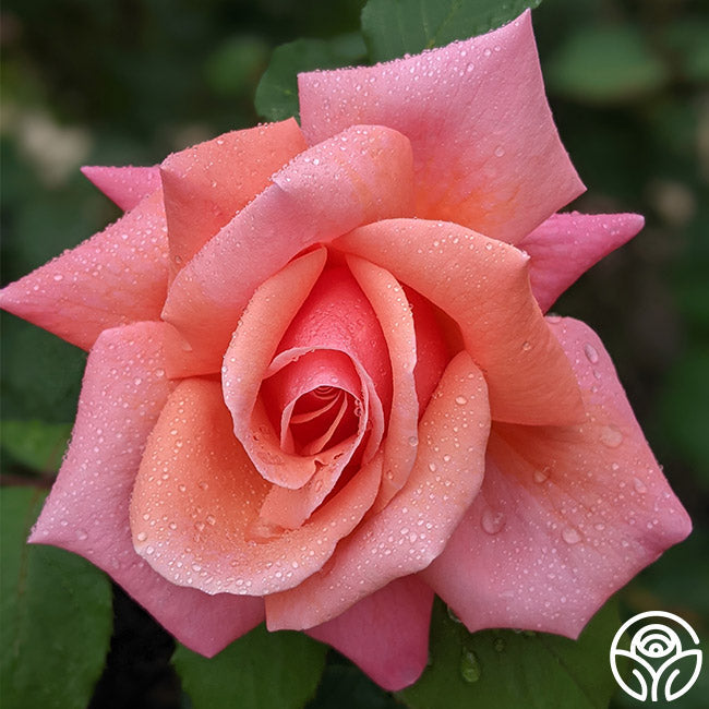  Fragrant Hour