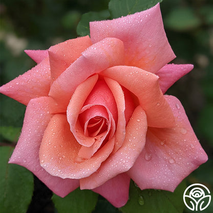  Fragrant Hour