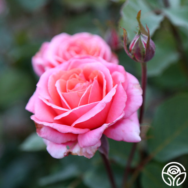  Fragrant Hour