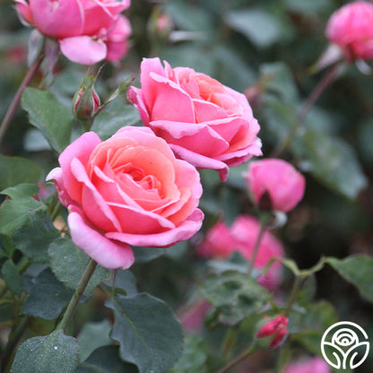  Fragrant Hour
