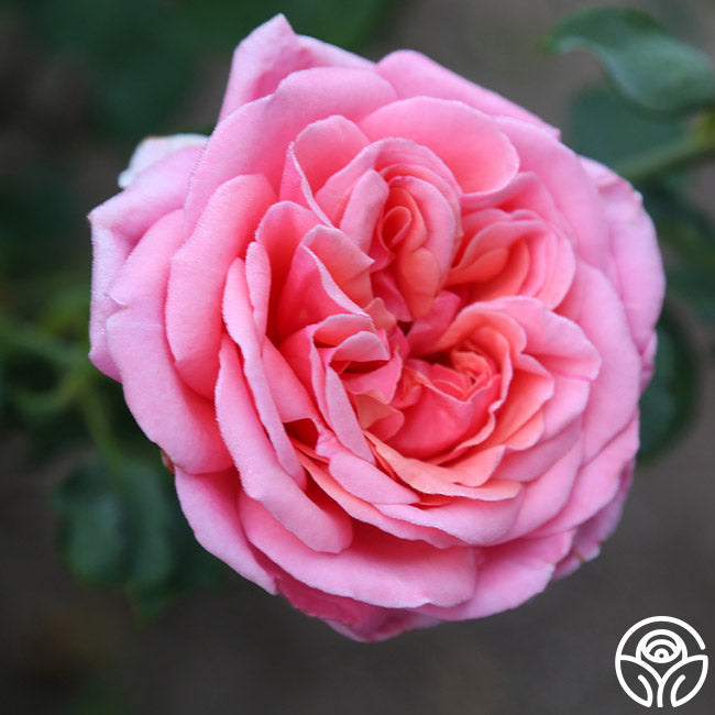  Fragrant Hour