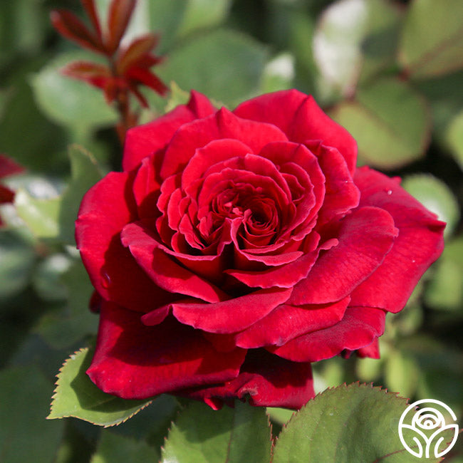  Eleganza® Gypsy Soul