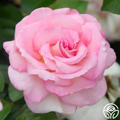  La Fleurette