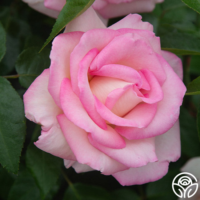  La Fleurette