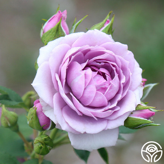  Veranda® Lavender