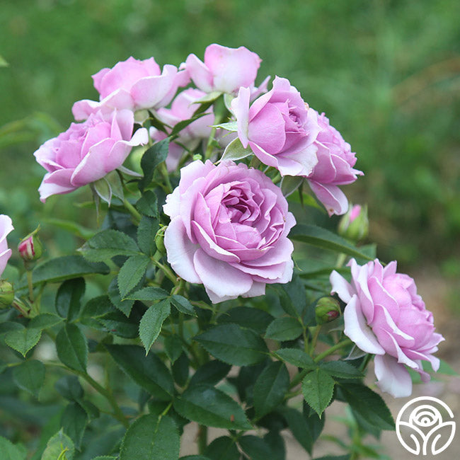  Veranda® Lavender