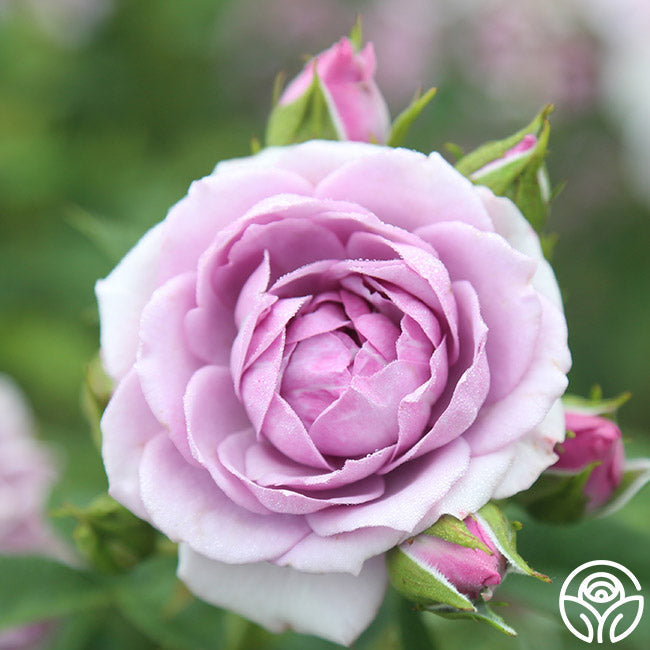  Veranda® Lavender